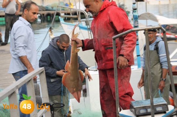 sayyadnewyaffa3 (45).JPG